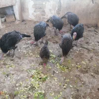 بوقلمون