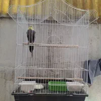 یک عروس هلندی نر