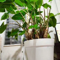 گل بابا آدم|گل و گیاه طبیعی|شیراز, کوشک میدان|دیوار