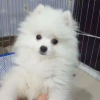 سگ پامرین خرسی