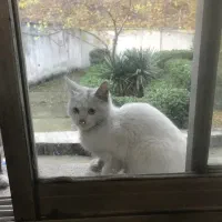 گربه سه ماه