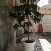 گل گیاهان طبیعی