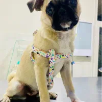 واگذاری سگ پاگ ماده|سگ|تبریز, |دیوار