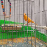 ۲ عددقناری نر مست آماده حلقه پا ۱۲۰۰|پرنده|خوی, |دیوار