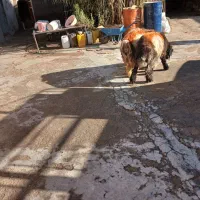 کوه تخمی|حیوانات مزرعه|گتوند, |دیوار