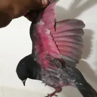 کفتر گره کبوتر