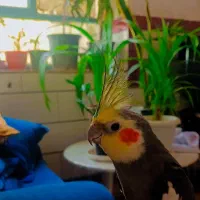 عروس هلندی|پرنده|جیرفت, |دیوار