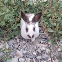 خرگوش نر|موش و خرگوش|باغستان, |دیوار