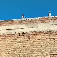 کبوتر کله زرد جوجه