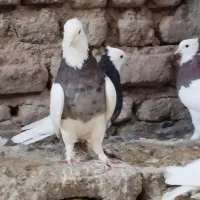 تعدادی کفتر فروشی|پرنده|بم, |دیوار