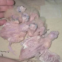 بچه عروس هلندی