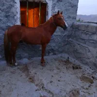 اسب