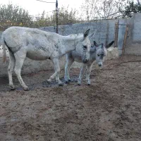 یک الاق با کره نر گوسفندی|حیوانات مزرعه|بجنورد, |دیوار