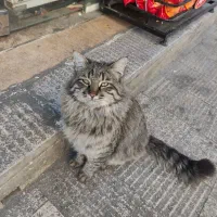 گربه پیدا شده