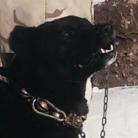 سگ پا کوتاه پیدا شده