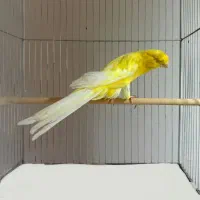 قناری رسمی بلند اصیل