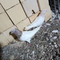 موکت ک ف ت ر