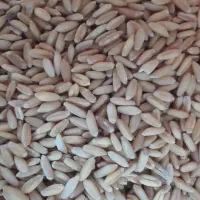 گندم دیم بوجاری