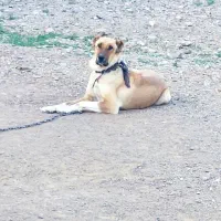 واگذاری سگ ماده گلگی