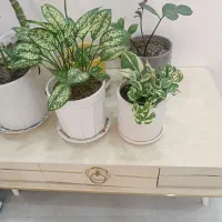 میز تلویزیون|زیورآلات و اکسسوری|رشت, گیل|دیوار