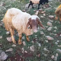 ورن درجه یک
