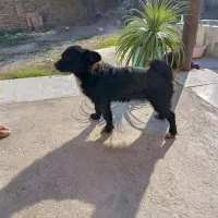 سگ دورگه باهوش|سگ|گرگان, |دیوار