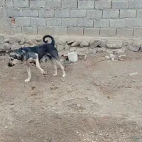 ماده پژدر نصل دار|سگ|نیر (اردبیل), |دیوار