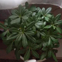 گل طبیعی بونسای بامبو