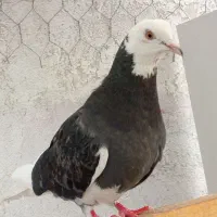 دو تا ماده پرشی