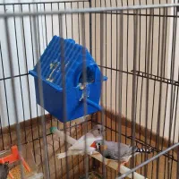 فنچ مولد|پرنده|جوانرود, |دیوار