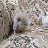 خرگوش لوپ زیبا|موش و خرگوش|هشتگرد, فاز ۳ مهستان|دیوار