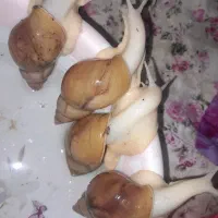 حلزون مولد|خزنده|شیروان (خراسان), |دیوار