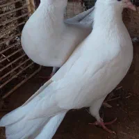 سفید|پرنده|کرخه, |دیوار