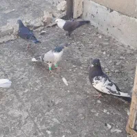 کفتر شهرستانی رنگی سینه کله|پرنده|بومهن, |دیوار