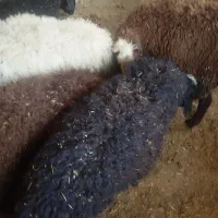فروش گوسفندنرچاغ