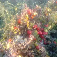 گوجه سسی یا کبابی|خوردنی و آشامیدنی|موچش, |دیوار