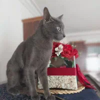 واگذاری گربه