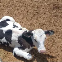 فروش گوساله پرواری