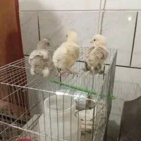 فروش جوجه براهما وسلطان