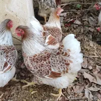 جوجه ویاندوت اورنج