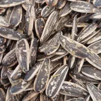 تخمه  و آجیل و پسته|خوردنی و آشامیدنی|ایرانشهر, |دیوار