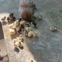 جوجه کوشین چند روزه