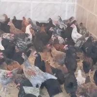 بزرگ ترین حراج جوجه مرغ خروس در شیراز  ارسال رایگا|حیوانات مزرعه|شیراز, قلعه نو|دیوار