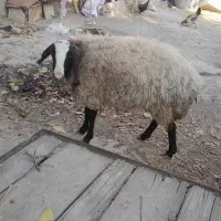 گوسفند شیشک