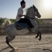 اسب کرد|اسب و تجهیزات اسبسواری|یزد, |دیوار