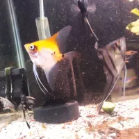 فروشی تعدادی ماهی|ماهی|رشت, کاکتوس|دیوار