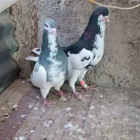 کفتر پرشی|پرنده|شیراز, ارم|دیوار