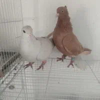 کبوتر دم سفید