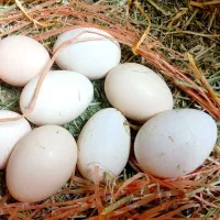 جوجه ،تخم مرغ محلی نطفه دار وخوراکی