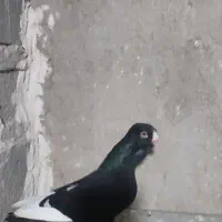 ماده قره سوری،،ماده کاریر بغدادی